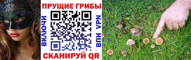 Псилоцибиновые грибы Cubensis  Купить  Калач-на-Дону 